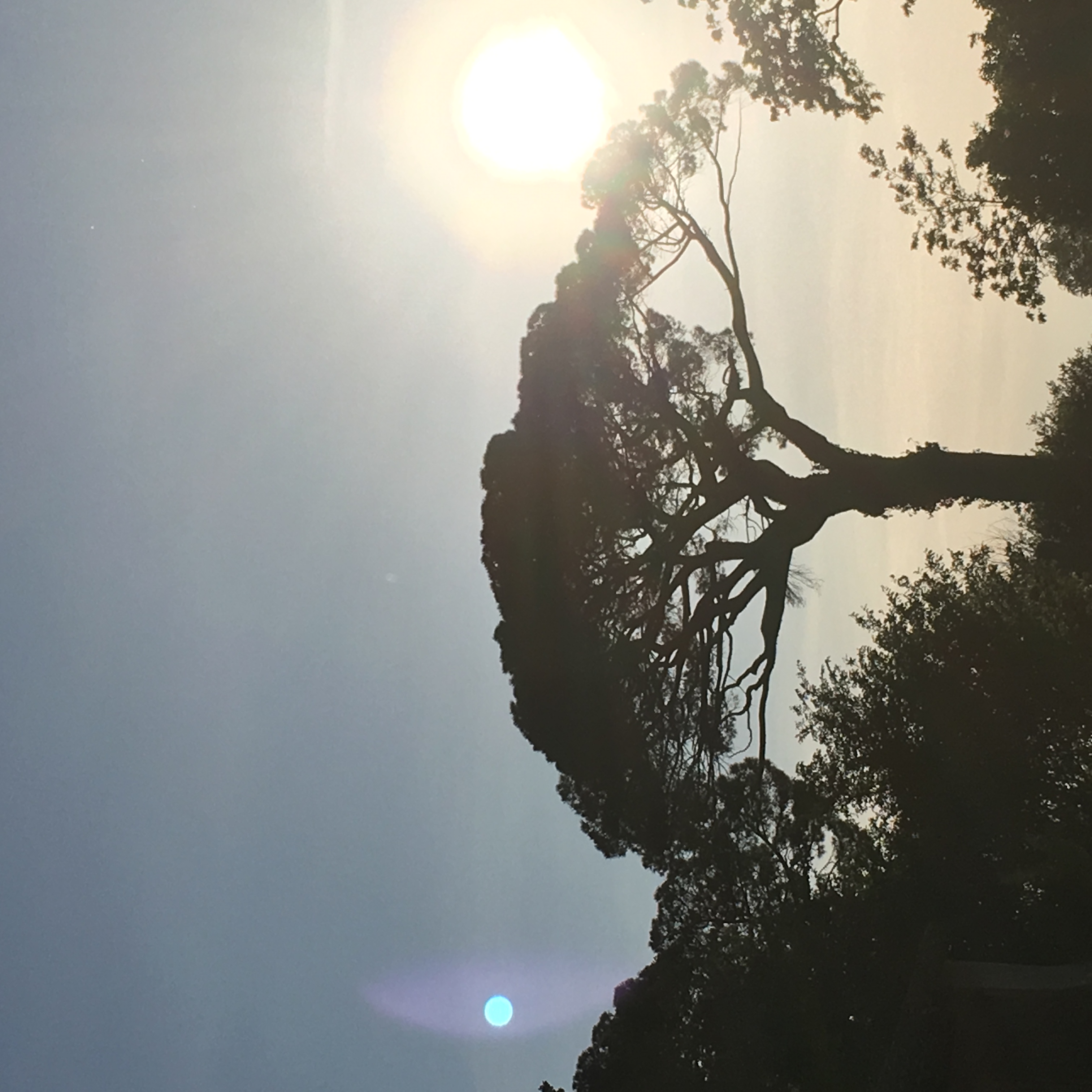 nature 1