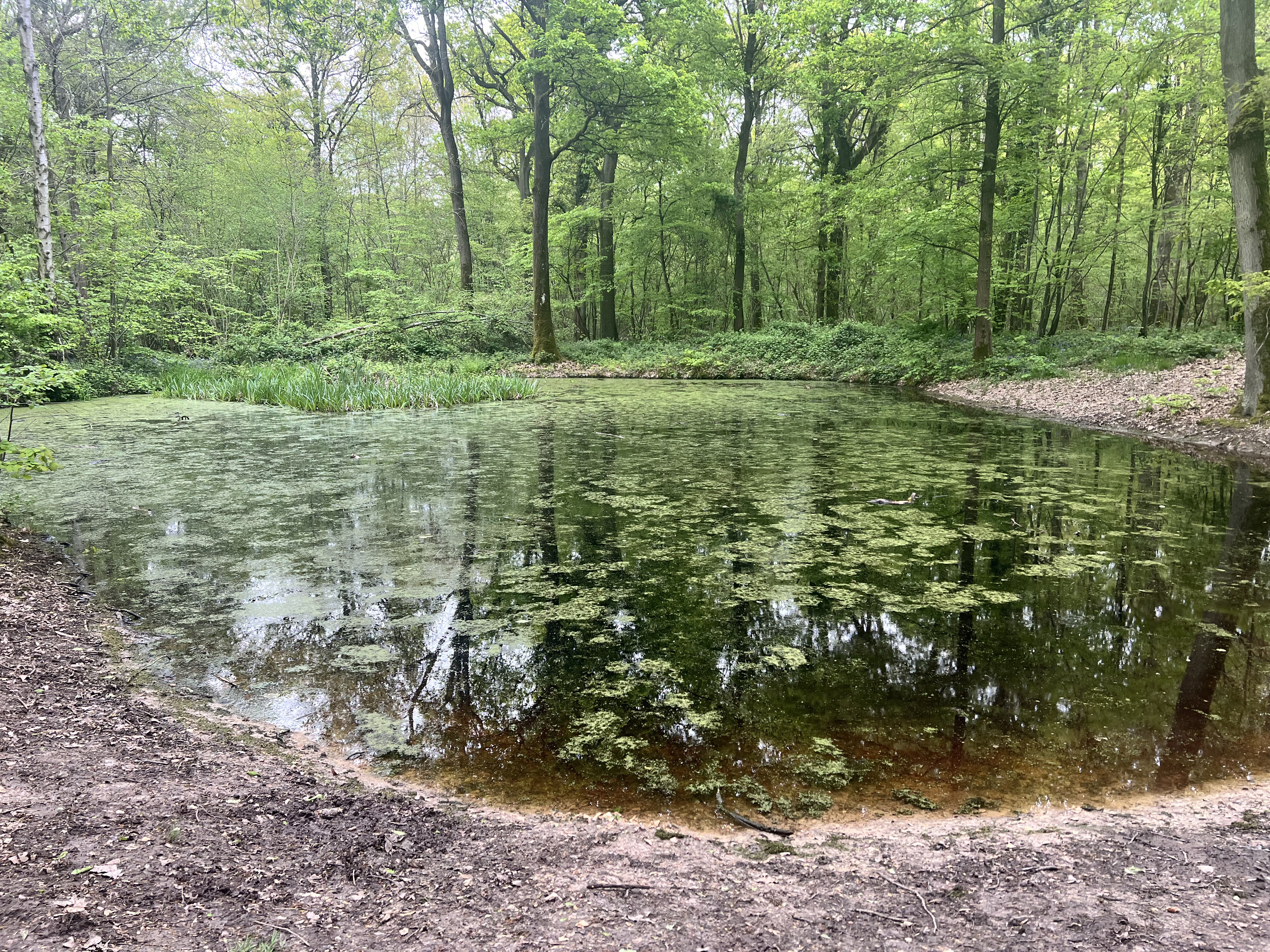 nature 4
