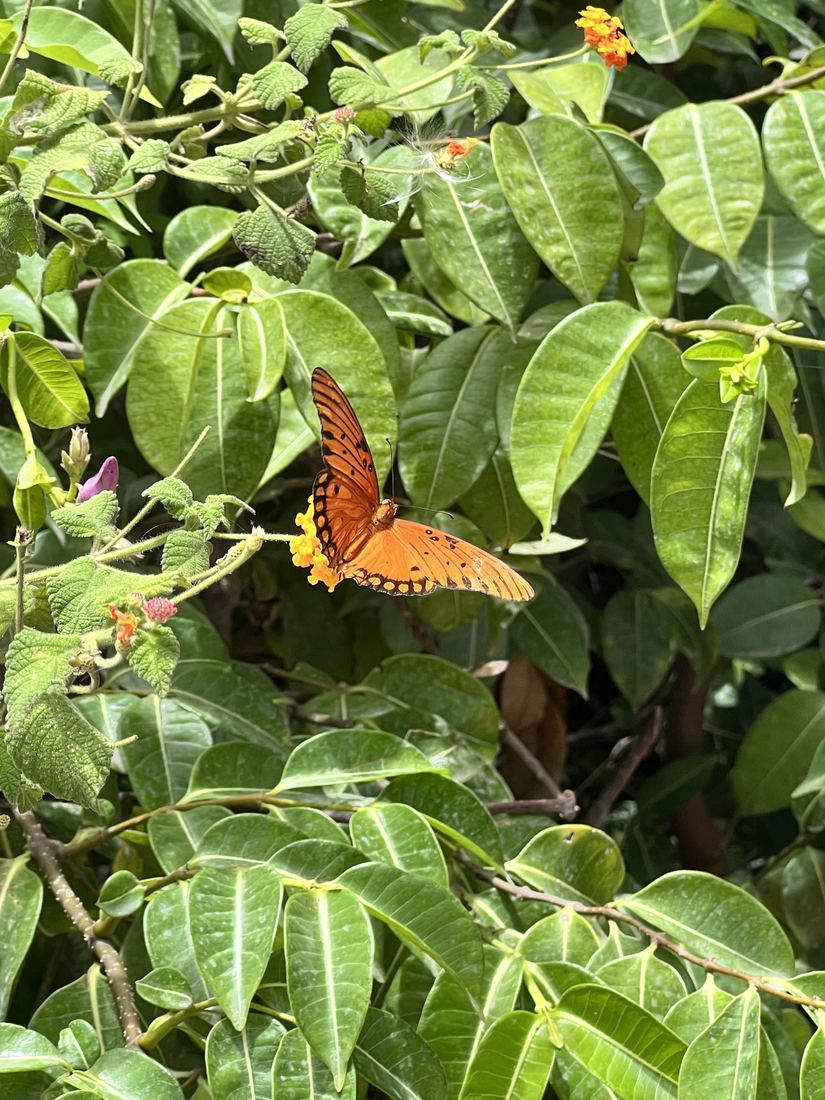 Papillon orangé posé dans un feuillage
